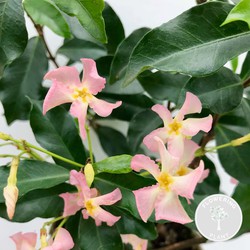 Trachelospermum 'Star of Ibiza' – Roze Toscaanse Jasmijn – Klimplant - ⌀15 cm - ↕60-70 cm