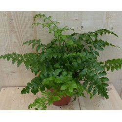 Varen Asplenium Parvati