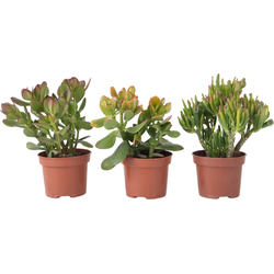Geldboom - Mix van 3 - Crassula Minor, Hobbit, Sunset - Hoogte 10-25cm - ø12cm