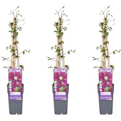 Hello Plants Clematis Warszawska Nike Bosrank - Klimplant - 3 Stuks - Ø 15 cm - Hoogte: 65 cm