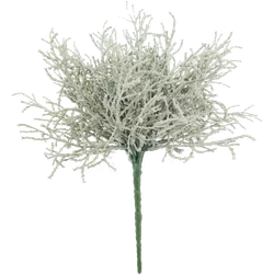 Santolina lvs Pflanze grau 25cm - Nova Nature