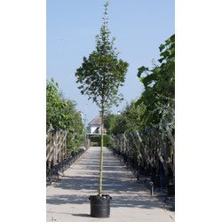 Spaanse aak Acer campestre Huibers Elegant h 450 cm st. omtrek 16 cm - Warentuin Natuurlijk