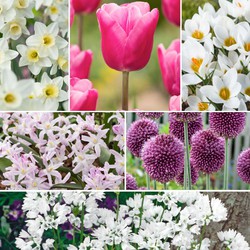 Bulb Garden Pink - 125x Bollen Mix - Narcis, Allium, Krokus, Tulp