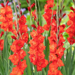 Gladiolus 'Glamini Patty' Mini-gladiool - Set van 21 - Tuinbloemen - Rood