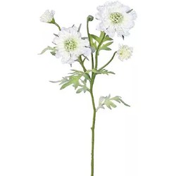Scabiosa-Zweig Creme 60 cm Kunstpflanze - Buitengewoon de Boet