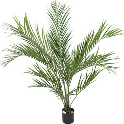 Greenmoods Palm Areca - Dypsis lutescens - Nep plant - 1 Stuk - 150cm