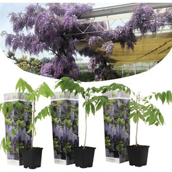 Wisteria sinensis - Set van 3 - Blauwe regen - Pot 9cm - Hoogte 25-40cm