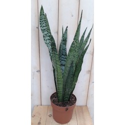 Kamerplant Vrouwentong Sansevieria donkergroen 50 cm