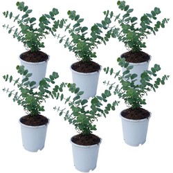 Eucalyptus Pulverulenta 'Babyblauw' - Set van 6 - Pot 12cm - Hoogte 25-40cm