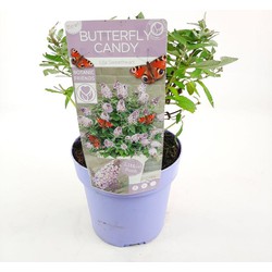 Hello Plants Buddleja Davidii Butterfly Candy Lila Sweetheart Dwergvlinderstruik - Ø 19 cm - Hoogte: 25 cm