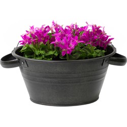 Mega Collections Teil Bloempot/plantenpot - zink - zwart - D40 x H14 cm - IJzeren emmer / teil