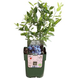 Hello Plants Vaccinium Corymbosum Brigitta Blue Blauwe Bes - Bessenstruik - Ø 13 cm - Hoogte: 45 cm