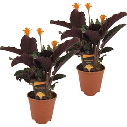 Calathea Crocata - Set van 2 - Luchtzuiverend - Pot 14cm - Hoogte 40-50cm