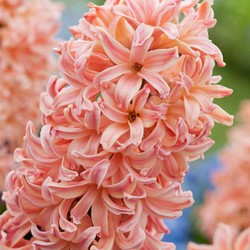 Hyacinthus Gipsy Queen - 15x Winterharde Bloembollen Hyacinten - Vroegbloeiend