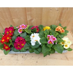 Primula s 10 stuks in tray mix kleuren - Warentuin Natuurlijk