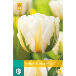 3 stuks - Tulipa Flaming Evita 5 bollen