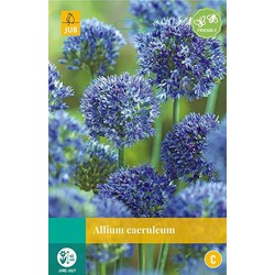 3 stuks - Allium caeruleum 12 bollen