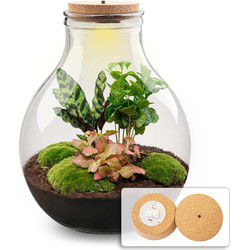 URBANJNGL - Planten terrarium - Big Paul jungle XL - Ecosysteem plant - ↑ 40 cm - DIY