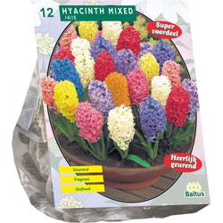 Bollen Hyacinth mix 12 stuks