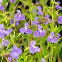 Mimulus ringens