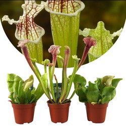 Sarracenia purpurea - Vleesetende plant - Set van 3 - Pot 5,5cm - Hoogte 10-15cm