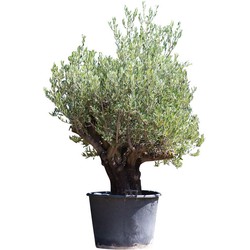 Olijfboom Verdial Olea europaea Verdial 210 cm