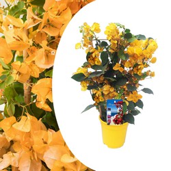 Bougainvillea 'Dania' - Gele bloemen - Klimplant - Pot 17cm - Hoogte 50-60cm