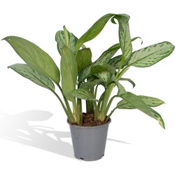 Hello Plants Aglaonema Christina Chinese Evergreen - Ø 12 cm - Hoogte: 30 cm - Kantoorplant