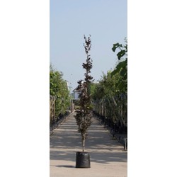 2 stuks! Rode zuilbeuk Fagus sylvatica Dawyck Purple h 250 cm st. h 30 cm boom