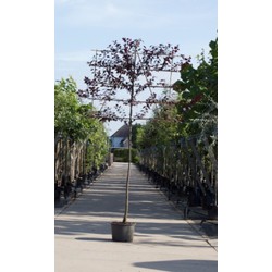 Sierpruim als leiboom Prunus cerasifera Nigra h 340 cm st. omtrek 12 cm st. h 220 cm