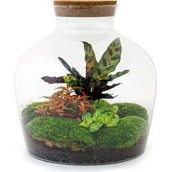 URBANJNGL - Planten terrarium • Fat Joe Red • Ecosysteem plant • ↑ 30 cm