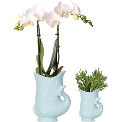 Kolibri Orchids | Planten set Fish Turquoise | Set met witte Phalaenopsis orchidee Amabilis Ø9cm en groene plant Succulent Crassula Hobbit Ø6cm | incl. turquoise keramieken sierpotten