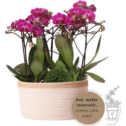 Kolibri Orchids | paarse plantenset in Cotton Basket incl. waterreservoir | drie paarse orchideeën Morelia 9cm en drie groene planten | Jungle Bouquet paars met zelfvoorzienend waterreservoir