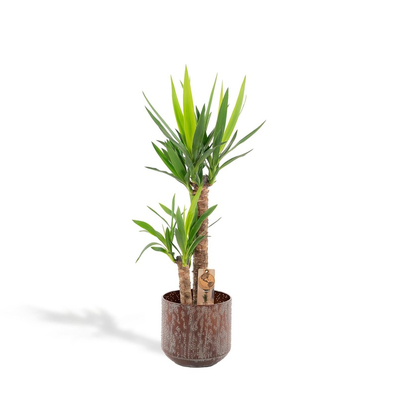 Hello Plants XL Yucca Palmlelie - Ø 21 cm Pot Bruin - Hoogte: 100 cm - Palm Kamerplant - 