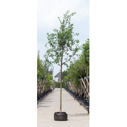 Zomereik Quercus robur h 450 cm st. omtrek 16 cm - Warentuin Natuurlijk