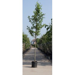 2 stuks! Gewone els Alnus glutinosa h 250 cm st. omtrek 8 cm boom