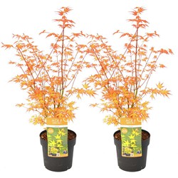 Acer palmatum 'Katsura' - Set van 2 - Japanse Esdoorn - Pot 19cm -Hoogte 60-70cm