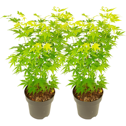 Japanse Esdoorn - 2 Stuks - Acer palmatum 'Going Green' - Hoogte 35-55cm - ⌀15cm