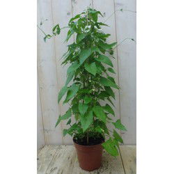 Suzanne-met-de-mooie-ogen 90 cm