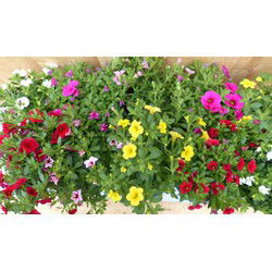 Million bells petunia 10 potjes per tray kleur mix