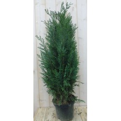 Dwergcipres Chamaecyparis Columnaris 110 cm