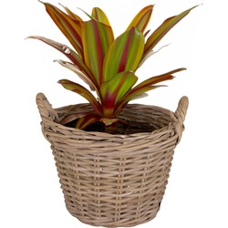 Mega Collections Planten/bloemen mand Levi - rotan - naturel - D25 x H18 cm - plantenpot voor buiten - Plantenpotten