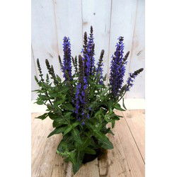 5 stuks - Salvia blauw