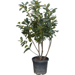 2 stuks! Laurierkers meerstammig 125 cm Prunus laurocerasus 137,5 cm