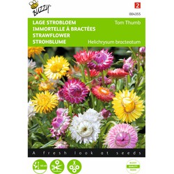 2 stuks - Helichrysum Bract. Monst. Tom Thumb Gemengd