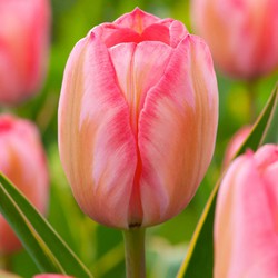 Tulipa Design Impression - Bloembollen - Set van 20 - Tulp - Roze