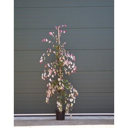 2 stuks! Judasboom Carolina Sweetheart Cercis canadensis Carolina Sweetheart h 225 cm boom