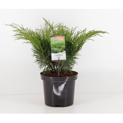 Juniperus sabina 45 cm