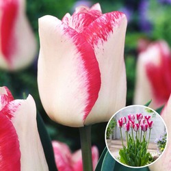 Tulipa Mata Hari - Bloembollen x30 - Tulp - Roze, Wit