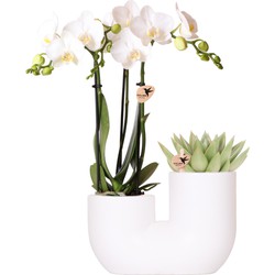 Kolibri Orchids | Set van witte orchidee Amabilis en succulent in Tube sierpot wit - potmaat Ø9cm | bloeiende kamerplant - vers van de kweker